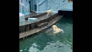 Polar bears playing at the zoo 🐻‍❄️ animals funny National Geographic travel [upl. by Killam]