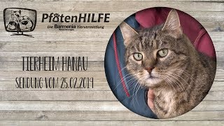 Pfotenhilfe  Die Barmenia Tiervermittlung Tierheim Hanau 2 [upl. by Ydnec403]