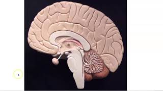 Brain Stem Anatomy [upl. by Giza]