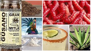 Everything You Don’t Know About Mexican Agarve Worm Salt from Oaxaca for Tequila amp Cooking [upl. by Ahsoj]