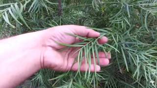 Podocarpus gracilior 15 gal [upl. by Ahseem]