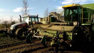 Mts Hoeve de Hond  Knolselderij aan het rooien onder droge omstandigheden [upl. by Amesari]