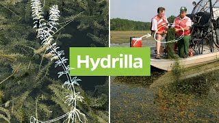 Hydrilla Hydrilla verticillata  Plant Identification [upl. by Eeryt]