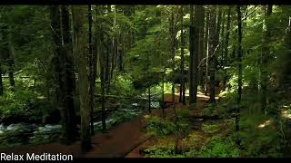 Flute Relaxing Music Relax Meditation Relaxing Music Sleeping Music Rainforest [upl. by Dera]