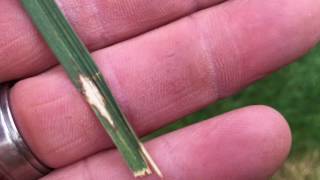 Brown Patch Fungus in Tall Fescue Turf Grass [upl. by Chafee]