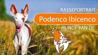 ► Podenco Ibicenco 2019 Rasse Aussehen amp Charakter [upl. by Selin]