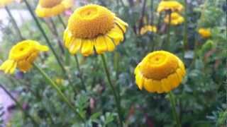 Golden Marguerite Cota Tinctoria  Yellow Chamomile  20120611 [upl. by Conrad]