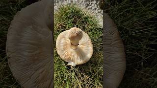 Schwammerl kein Champignon Weißer Egerling auf der Terrasse gefunden [upl. by Ahmed]