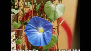 Heavenly Blue Morning Glory Blooming TimeLapse [upl. by Rihaz]