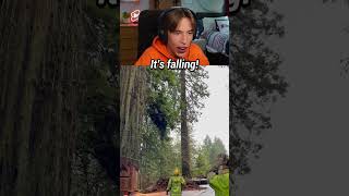 Is this falling tree satisfying  🤯🥴 [upl. by Kcirted]