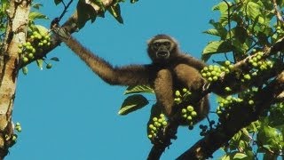 Gibbons  Tabin Wildlife Reserve Sabah Malaysian Borneo [upl. by Asylem]