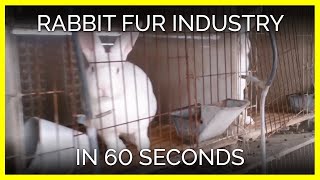 Rabbits Skinned Alive in the Chinese Fur Trade [upl. by Vacla837]