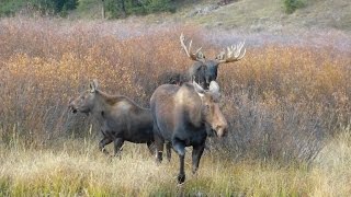 Moose in heat [upl. by Arded]