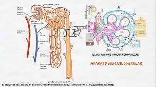 Fisiología Renal La Nefrona [upl. by Nynnahs]