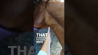 Vagus Nerve Stimulation  Animal Massage [upl. by Salangia]