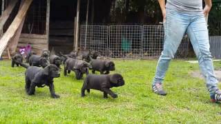 Criadero Mastín Napolitano  Puppies Neapolitan Mastiff [upl. by Adriena157]