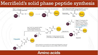 Merrifield’s solid phase peptide synthesis [upl. by Wedurn]