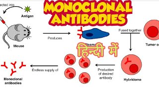 Monoclonal Antibodies  Hybridoma Technology Production of Monoclonal Antibodies [upl. by Anyela]