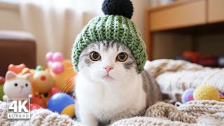 NEW IMPROVED Relaxing Cat Music  Soft Music for Anxious Cats Calm Your Cat and Combat Anxiety [upl. by Diva]