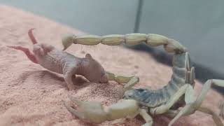 Desert hairy scorpion vs Pinky Mouse [upl. by Poppo239]