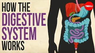 How your digestive system works  Emma Bryce [upl. by Auohp]