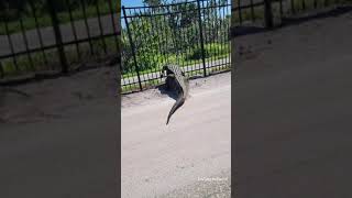 Giant alligator bends metal fence while forcing its way through [upl. by Devine]