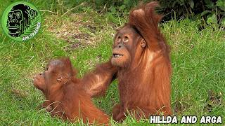 Big Trouble As Mom Stops Baby Orangutan Play Fight [upl. by Shepley]