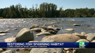 Building fish spawning habitats in the lower American River [upl. by Nilam]