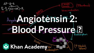 Angiotensin 2 raises blood pressure  Renal system physiology  NCLEXRN  Khan Academy [upl. by Nawotna941]