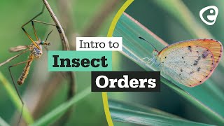 An introduction to Insect Orders [upl. by Acenes]