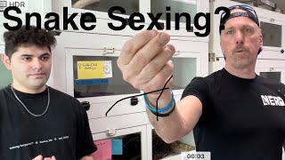 DIY Snake Sexing like a Pro with Laughs SNARFLES Cameo BubbleGum Vid [upl. by Earased]