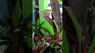 Dracaena Marginata Tricolor [upl. by Circosta]