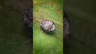 Cochineal Beetle ‼️😲 shorts beetle experiment [upl. by Eustazio]