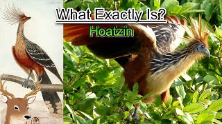 What Exactly is Hoatzin and Why is it Called the Flying Cow [upl. by Wittie]