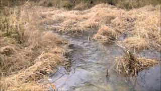 Best Muskrat Trapping Secret Best Muskrat Trap Stop Trap Thief Actual Muskrat Catch [upl. by Irra]