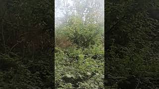 Quite walks in Forestside🌳🌲🍀slowlife forest nature shortsfeed likeandsubscribe [upl. by Randy]