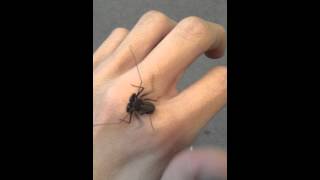 Tailless Whip Scorpion Baby [upl. by Annis]