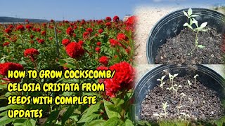 HOW TO GROW COCKSCOMBCELOSIA CRISTATA FROM SEEDS WITH FULL UPDATES [upl. by Areehs]