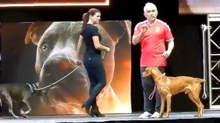 Cesar Millan Budapest 1219 Showműsor részlet [upl. by Kirat]