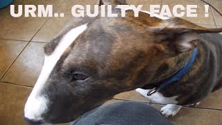 guilty NAUGHTY DOG loki the english bull terrier not sharing toys with kitten [upl. by Johiah]