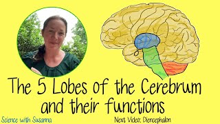 The Cerebrum and its functions [upl. by Enetsirhc]