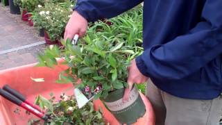 How to Trim Weigela Ground Effects Sioux Center [upl. by Wehtta331]