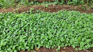 Kanakambaram or Crossandra Flower Seeds Nursery  📲 7013000139 [upl. by Arimaj322]