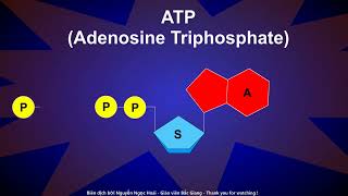 ATP Adenosine Triphosphate [upl. by Airemahs11]