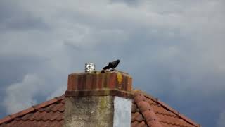 Jackdaw making some funny noises [upl. by Narat]