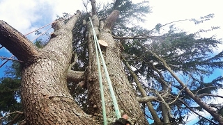 Big Old Growth Himalayan Cedar Tree Dismantle  Piece by piece they drop  Two day climb [upl. by Revlys]