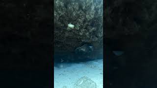 A stingray upside down 🤨 tenerife scubadiving ocean [upl. by Lyall917]