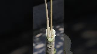 The technique of attaching small branches to a large tree planttissueculture bioplant [upl. by Peatroy]