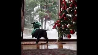 Crusoe the Dachshund Rescues Santas Presents [upl. by Aceber51]