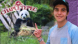 Así es el Zoológico de Chapultepec 🐼  El zoo más antiguo e importante de México gratis en CDMX [upl. by Eelyek240]